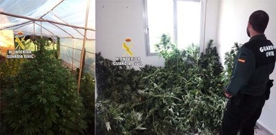 LA GUARDIA CIVIL IMPUT A UN VECINO DE TOMIO POR CULTIVO DE PLANTAS DE MARIHUANA
