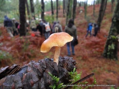 SANIDADE SALIENTA QUE  FUNDAMENTAL SABER DISTINGUIR CON SEGURIDADE OS COGOMELOS COMESTIBLES ANTES DE CONSUMILOS
