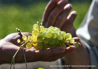 LAS EXPORTACIONES DE LA D.O RAS BAIXAS SON LAS QUE CRECEN A UN RITMO MS RPIDO ENTRE LOS VINOS  BLANCOS EN ESPAA CON DENOMINACIN