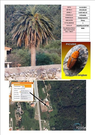 ANABAM REALIZAR UN SEGUIMENTO MEDIANTE FOTOGRAFAS DOS EFECTOS DO PICUDO VERMELLO NAS PALMEIRAS