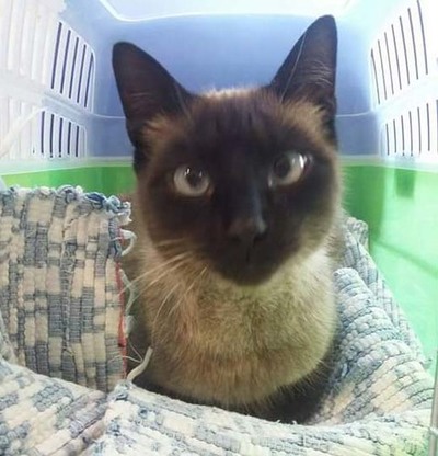 SE BUSCA A LOS DUEOS DE UNA GATA SIAMESA EN A GUARDA