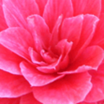 ESPECIAL - V MOSTRA DA CAMELIA 2011 EN A GUARDA