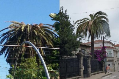  O PICUDO VERMELLO XA EST�  PRESENTE EN TOMI�O E TUI