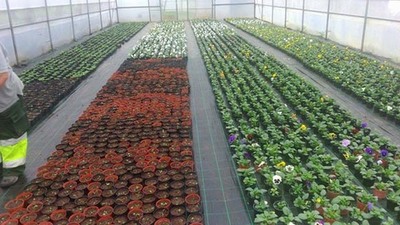 ESTUFAS MUNICIPAIS RECUPERADAS E AMPLIADAS EM PROL DA JARDINAGEM SUSTENT�VEL