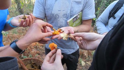 XITO DE PARTICIPACIN NA XORNADA MICOLXICA NA GUARDA
