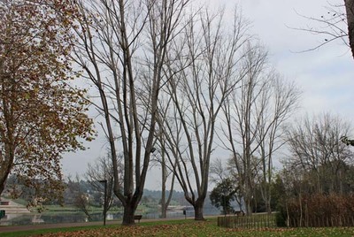 AUTARQUIA PONDERA SUBSTITUIO DE RVORES NO CASTELINHO