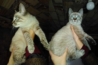 SE BUSCA A LOS DUEOS DE UNA GATA EN LA ZONA DE PAS EN O ROSAL