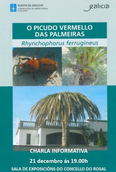 CHARLA INFORMATIVA SOBRE O PICUDO VERMELLO O LUNS 21 DE DECEMBRO NO ROSAL