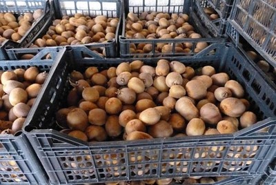 A DEPUTACIN REPARTE A SA COLLEITA DE KIWIS DE AREEIRO ENTRE ENTIDADES SOCIAIS DA PROVINCIA