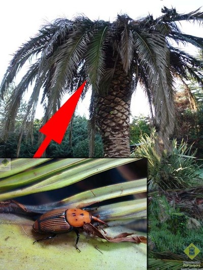 A ESTACIN FITOPATOLXICA DE AREEIRO ACONSELLA ELIMINAR DE INMEDIATO AS PALMEIRAS MOI AFECTADAS POLO PICUDO VERMELLO 