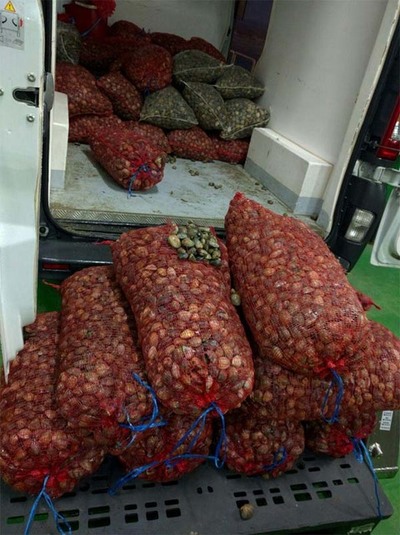 UN OPERATIVO DE GARDACOSTAS E DA POLICA AUTONMICA SLDASE CO COMISO DE MIS DE 1.600 QUILOS DE MARISCO EN TUI