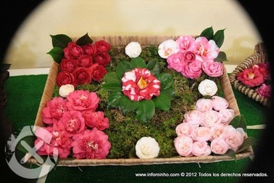 ESTA FIN DE SEMANA CELBRASE A I MOSTRA DA CAMELIA CIDADE DE TUI