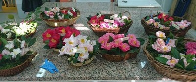 A DEPUTACIN COLABORA EN 18 MOSTRAS, CERTAMES E EXPOSICINS DA CAMELIA EN TODA A PROVINCIA 