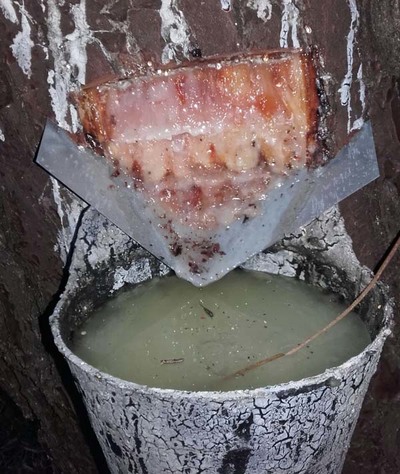 CREACIN  DA PRIMEIRA ASOCIACIN DE RESINEROS DE GALICIA