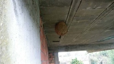 A VESPA ASITICA MANTN A SA PRESENZA NO BAIXO MIO