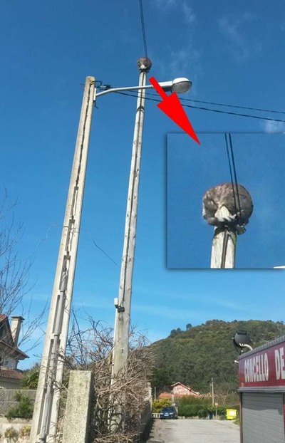 RESCATE FELINO EN CAMPOSANCOS(A GUARDA)