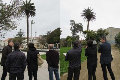 O CONCELLO DA GUARDA ESTUDA UN PLAN DE PREVENCIN PARA AS PALMEIRAS NON AFECTADAS POLO PICUDO E PARA REHABILITAR EXEMPLARES ENFERMOS