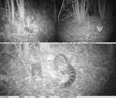  INICIADO UN NOVO PROXECTO DE FOTOTRAMPEO