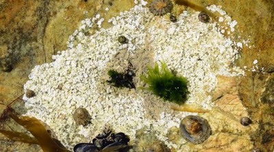 AS PEDRAS DO MAR DENDE UNHA PERSPECTIVA NICA