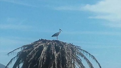 LAS CIGEAS VISITAN EL BAIXO MIO