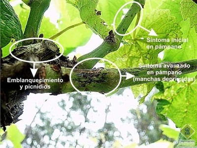 AVISO FITOSANITARIO: AREEIRO RECOMENDA RENOVAR O TRATAMENTO CONTRA A EXCORIOSE NOS VIEDOS CON FOLLA INCIPIENTE UNHA VEZ FINALICEN AS PRECIPITACINS