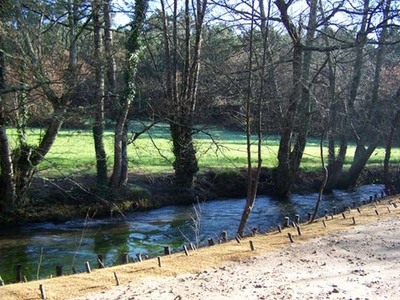 TOMIO PIDE A COLABORACIN CIDAD PARA ELABORAR UN CATLOGO DE RBORES SENLLEIRAS