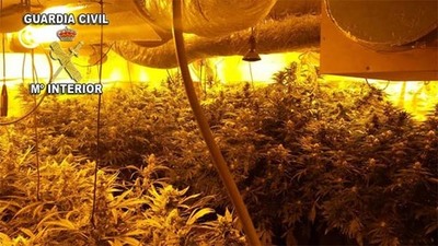LA GUARDIA CIVIL DESMANTELA UNA NUEVA PLANTACIN DE MARIHUANA EN O ROSAL