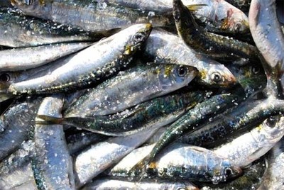 Vila Praia de ncora acolhe Festa do Mar e da Sardinha de 8 a 17 de julho
