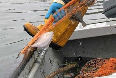 -Um trimestre um peixe ? A solha- no Aquamuseu de Cerveira