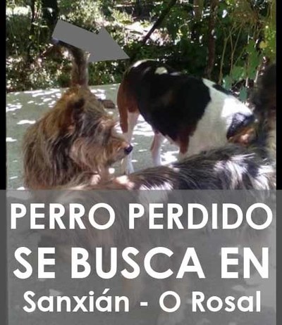 Pide colaboracin para dar con el paradero de su perro perdido en O Rosal
