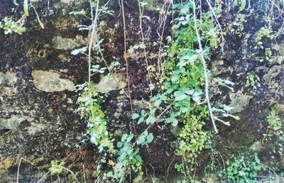 O Concello de Tui solicita a colaboracin cidad na limpeza dos frontes das sas parcelas ou muros