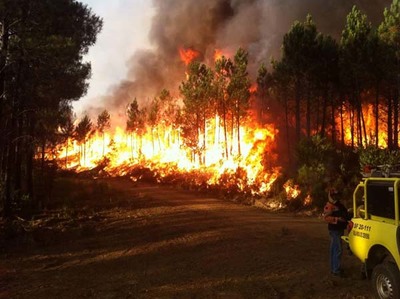 Beneficiao florestal em Covas minimizou efeitos de incndio de grandes dimenses 