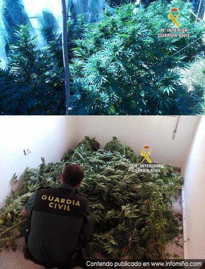 La Guardia Civil incauta una plantacin de marihuana en Tomio