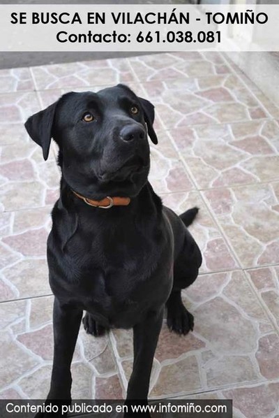 ATOPADA: Se busca a una perra desaparecida en Vilachn-Tomio