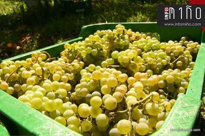 La denominacin de origen Ras Baixas afronta con optimismo la vendimia 2016 