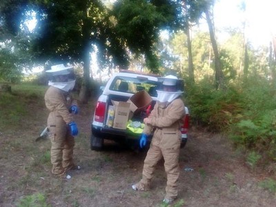 O Concello de Tomio retira mis de 60 nios de vespa velutina durante o vern