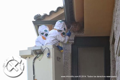 O Concello do Rosal xa retirou 73 nios de vespa velutina no 2016