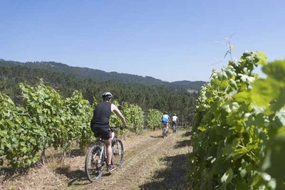 Terras Gauda abre las puertas en vendimia para disfrutar de una experiencia enoturstica nica con paseo por los viedos en bici elctrica