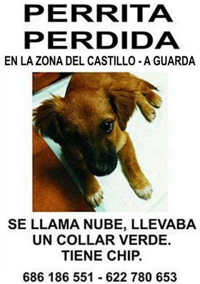 Se busca perrita perdida en A Guarda