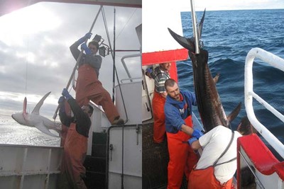 Primer paso para la regulacin de la pesquera de tiburones
