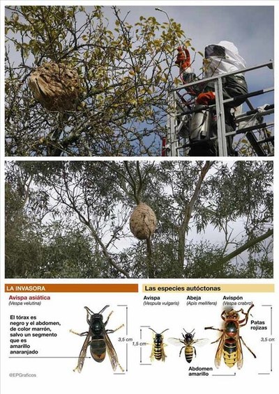 O Rosal loita contra a Vespa Velutina