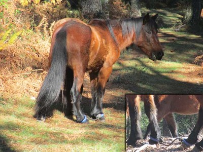 Anabam preocupada polos casos dos cabalos ?pexados-