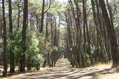 Caminha acolhe Workshop -O setor florestal no Alto Minho: presente e futuro-