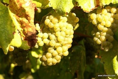 Areeiro aconsella podar o m�is tarde posible os vi�edos afectados por enfermidades da madeira 