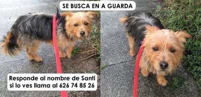 YA APARECI� - Se busca perro perdido en A Guarda