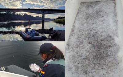 La Comandancia Naval del Mi�o devuelve al R�o Mi�o m�s de 8 kgs. de angula capturada ilegalmente