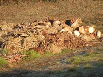 O BNG do Rosal advirte do perigo dos restos de palmeiras atacadas polo picudo vermello acumuladas no antigo vertedoiro de Couselo
