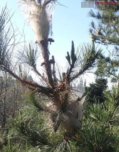 Areeiro advirte da actividade anticipada da procesionaria nos pi�eiros da provincia    