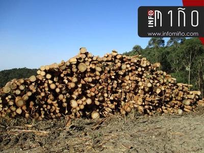 Medio Rural destina preto de 10 mill�ns de euros en axudas para investimentos en tecnolox�as forestais e a comercializaci�n de produtos do monte