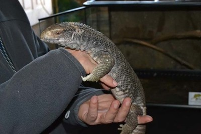 O martes inaugurase a exposicin ?Reptigalia- co obxectivo de achegar o mundo natural de rptiles, insectos e artrpodos a Tui